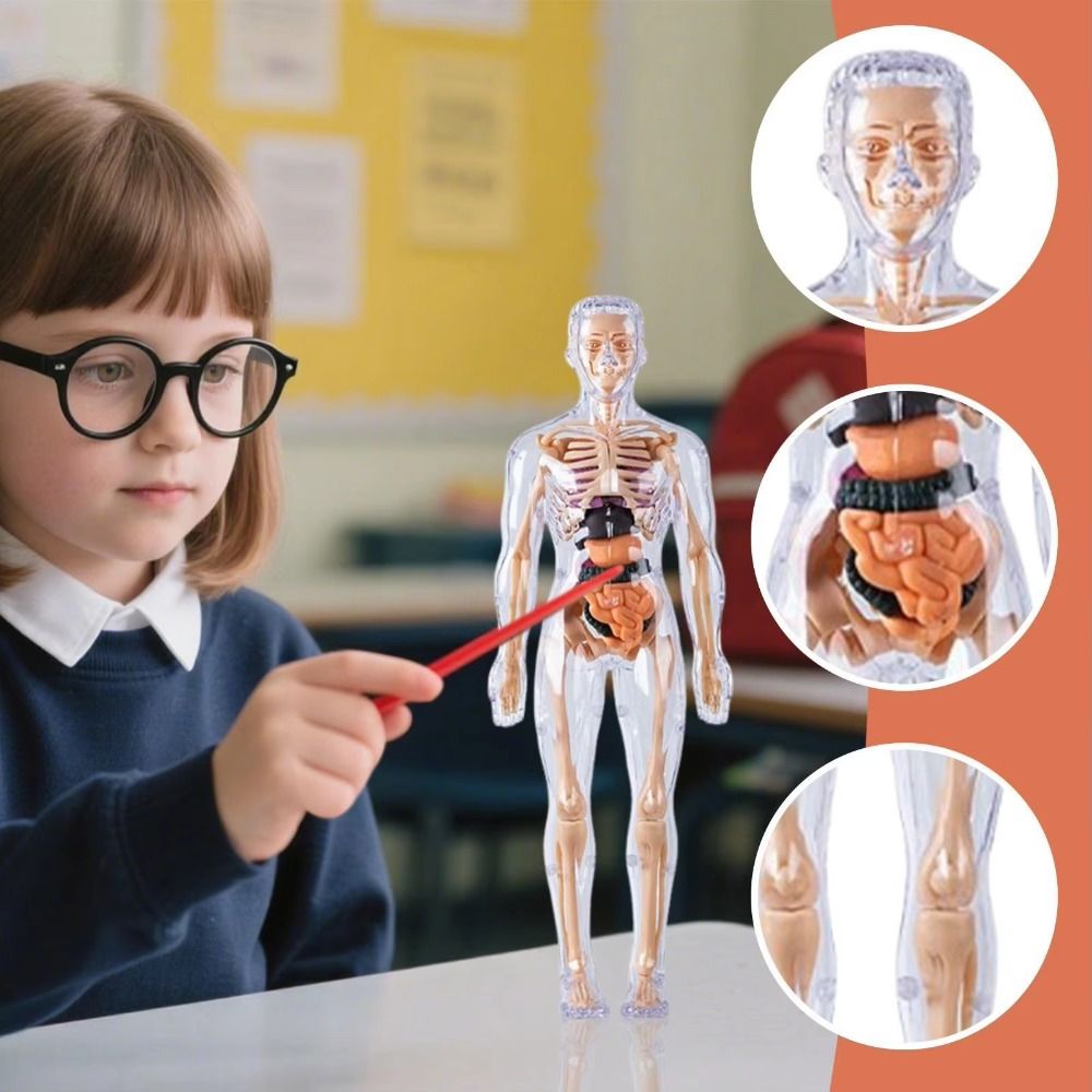 Science Nature - Plastics 3d Human Torso Model DIY