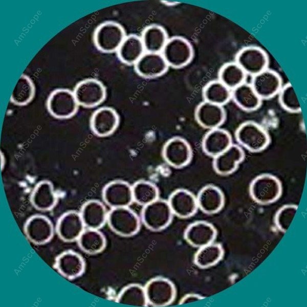 AmScope B490 Series Biological - Microscope Compound 40X recension och pris