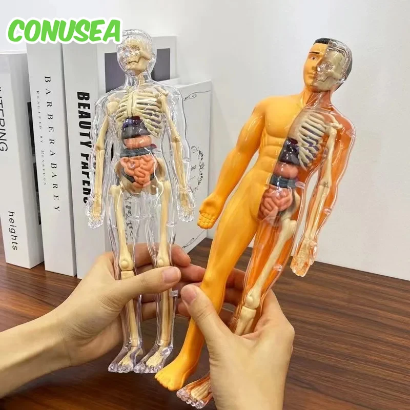 Children's Human Skeleton Orga - Science Nature recension och pris