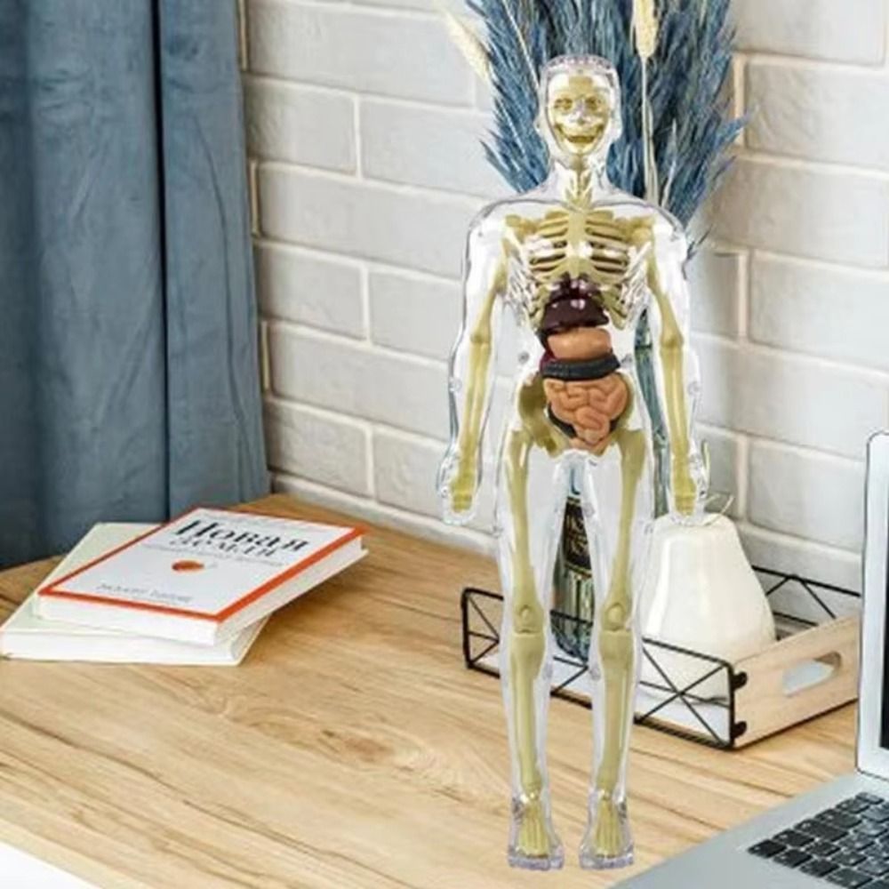 Plastics 3d Human Torso Model  - Science Nature recension och pris