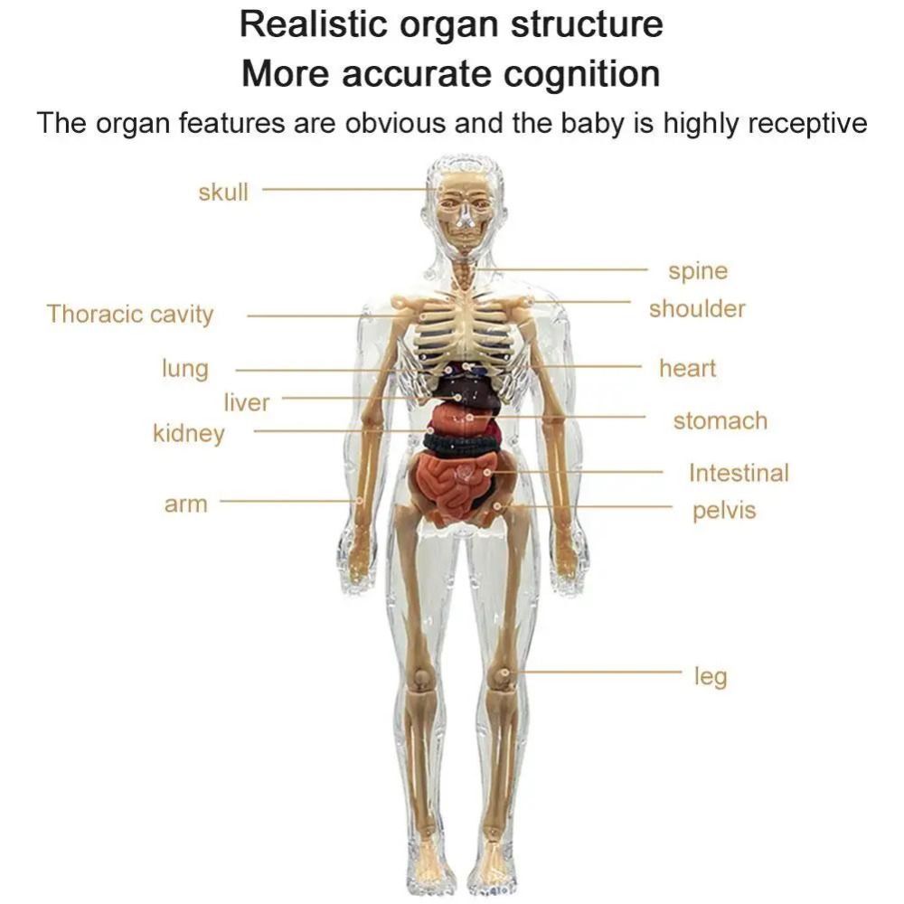 Plastics 3d Human Torso Model  - Science Nature recension och pris
