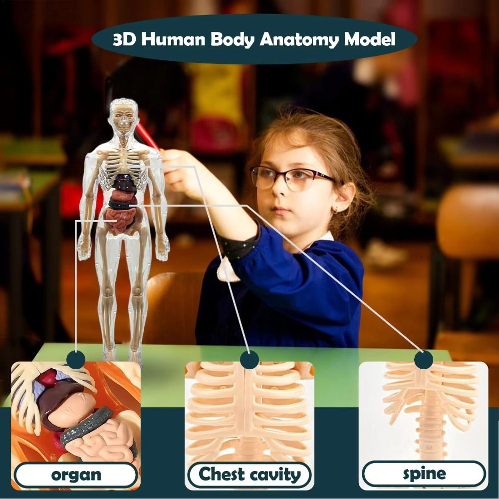 Plastics 3d Human Torso Model  - Science Nature recension och pris