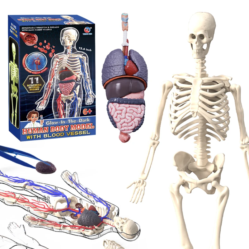 3D Luminous Human Organ Model  - Science Nature recension och pris