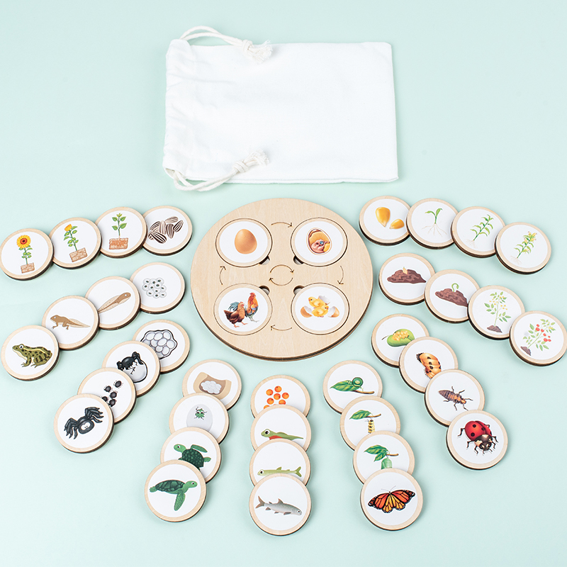 Life Cycle Board Montessori Ki - Science Nature recension och pris