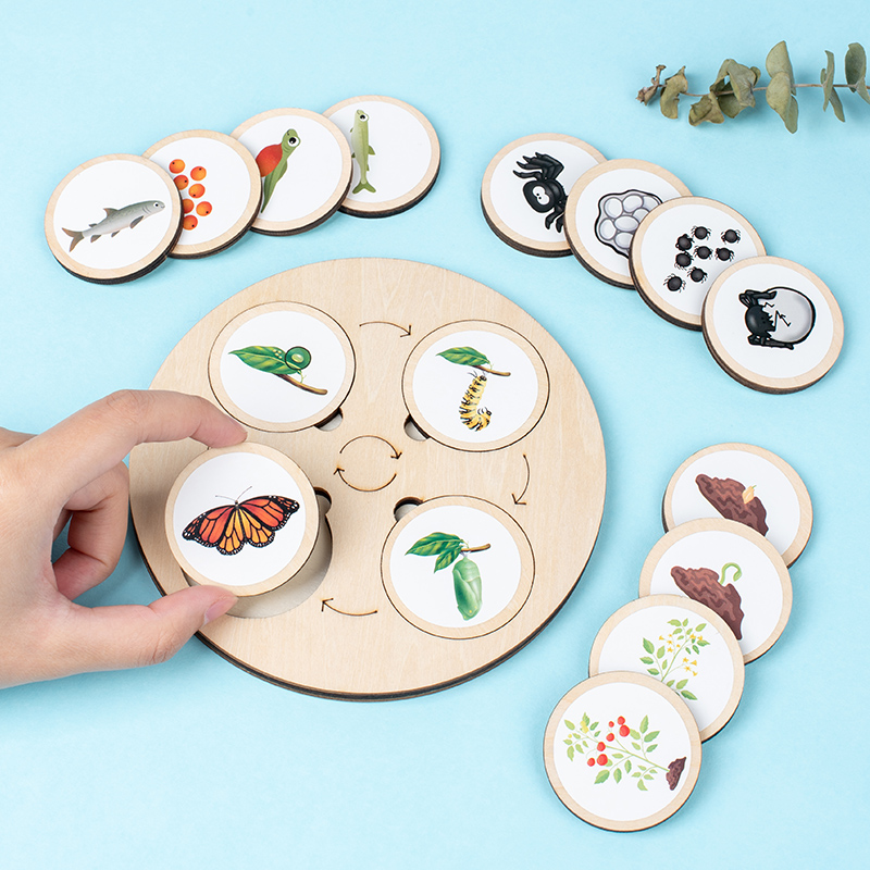 Life Cycle Board Montessori Ki - Science Nature recension och pris