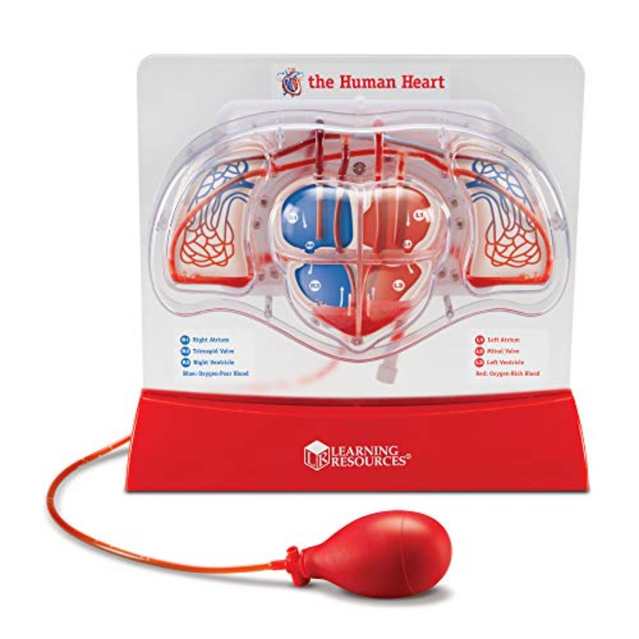 Science classroom STEM anatomy - Science Nature recension och pris